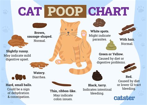 My Cat is Leaking Poop: Causes, Treatment, and Prevention